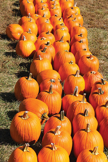 Pumpkins and other gourds